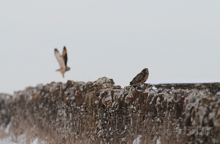 Short-eared owl - T.JPG - Short-eared owls on wall - Gloucestershire
